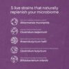 Pendulum Metabolic Daily - Multi-Strain Probiotic with Akkermansia Muciniphila to Support Metabolism